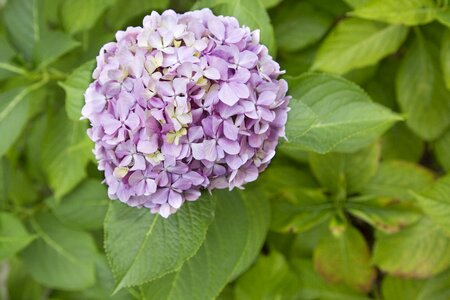 Blossom flower bloom