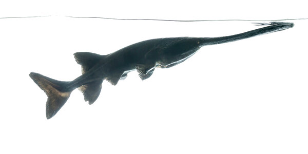 American paddlefish-1 photo