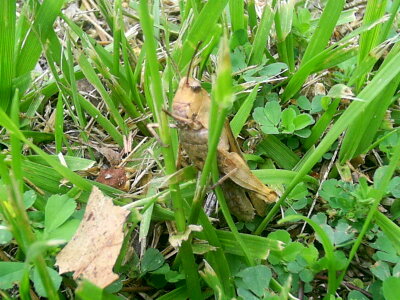 Brown grass plants little
