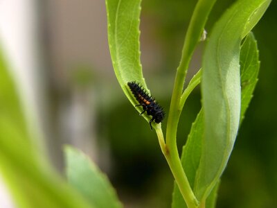 Larva insect animal photo