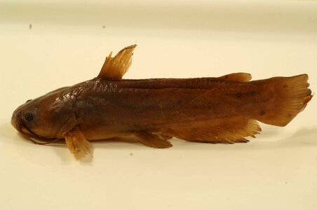 Ameiurus natalis-5