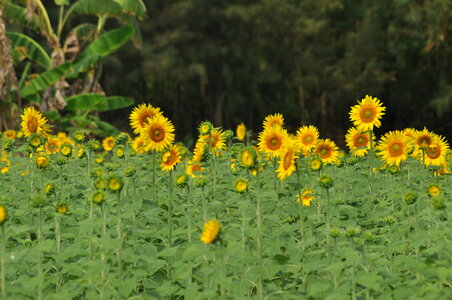 Sunflower Garden photo