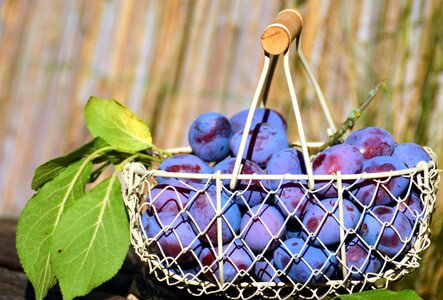 Basket beautiful photo decoration