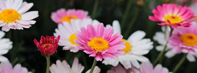 Beautiful beautiful flowers bloom