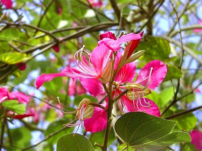 Bloom flowers red