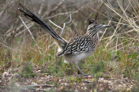 Greater Roadrunner-1