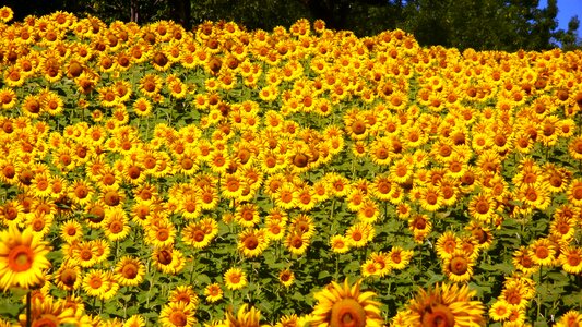 Summer sunflower yellow