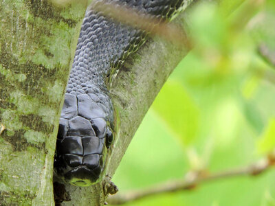 Black rat snake photo