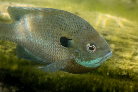 Bluegill on nest-4