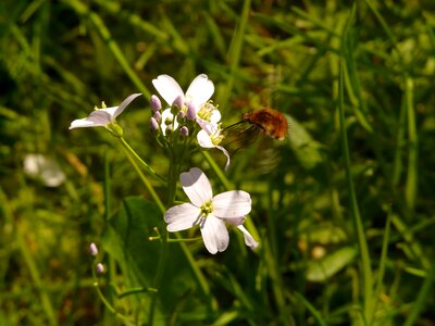 Bombyliidae fly diptera photo