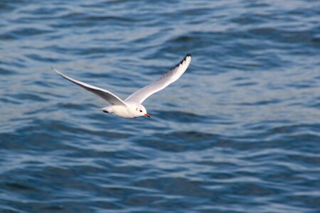 Fly birds wings photo