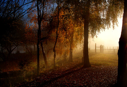 Rays of Lights through the Trees in the Morning in New Zealand photo