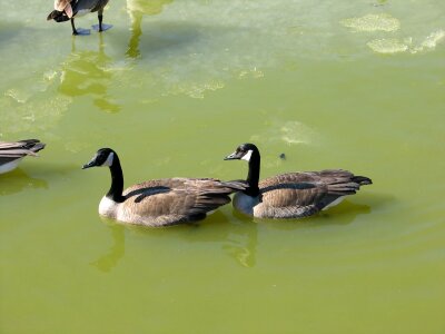 Water bird fowl photo