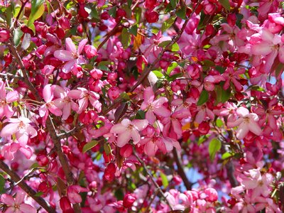 Spring flower apple crab apple photo