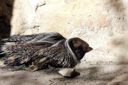 Animal bird porcupine photo