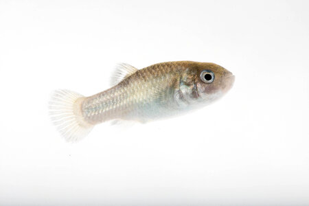 Devils Hole Pupfish in captivity-3