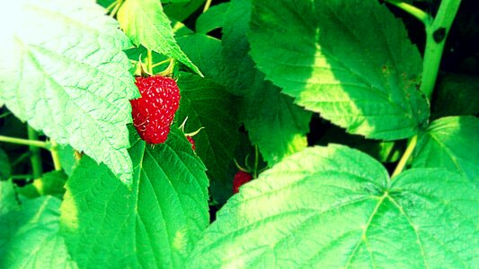 Berry berries raspberries