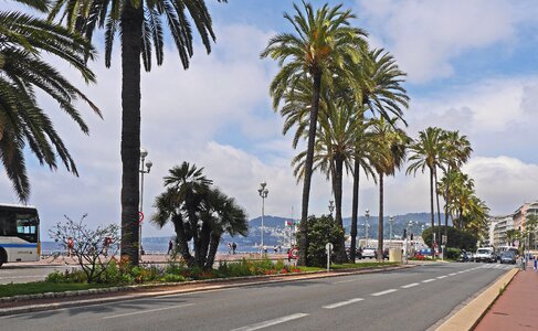 Asphalt coconut palm