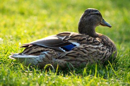 Animal sitting fowl photo