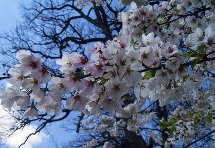 Flowers floral plant