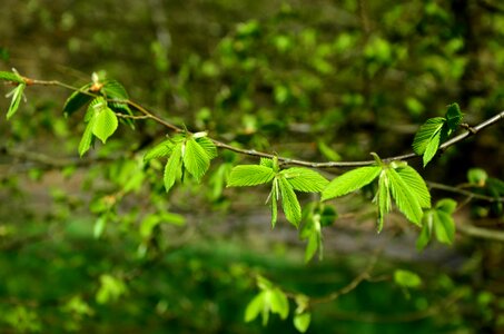 Young leaves fresh branch photo