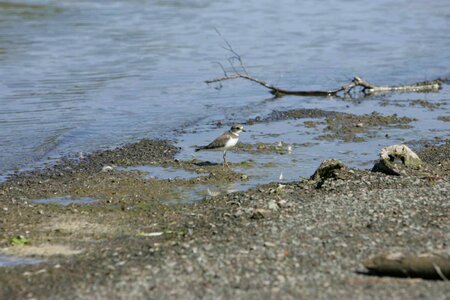 Bird border line