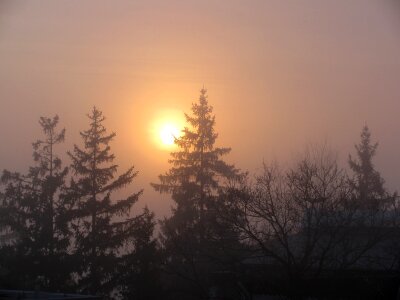 Fog sunset pines photo