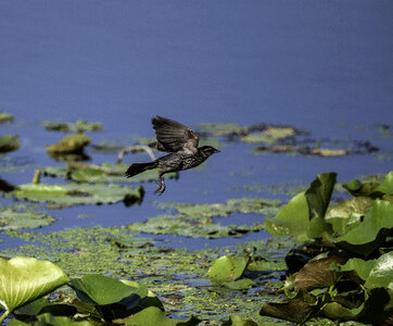 Female Red Winged Blackbird flying over Lilypads photo