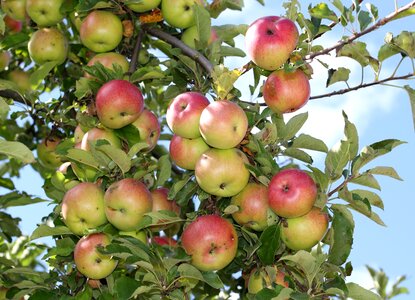 Ripening fruit green