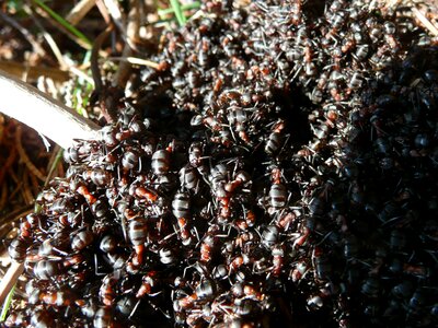 Formica red wood ant