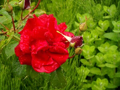 Mother's day flowers