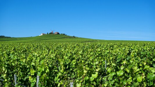 Reims Verzenay Champagne Grapes Fields Winery photo