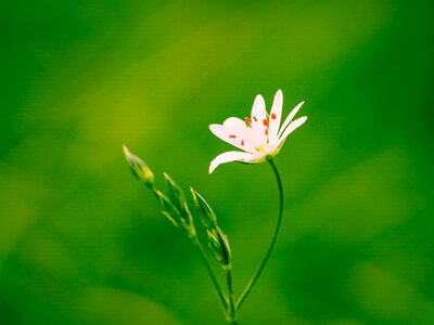 White blossom plant spring photo