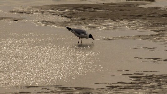 Animal avian beach photo