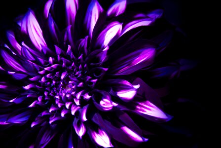 Bloom ornamental flower purple photo