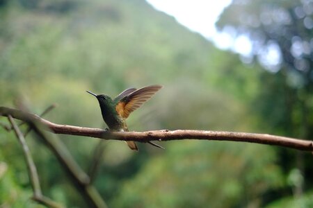 Hummingbird wildlife cute