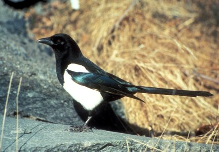 Black magpie rock