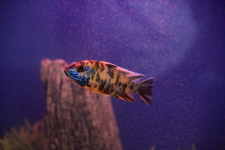 Fish In Purple Waters photo