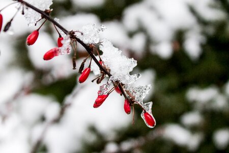 Snow red holiday photo