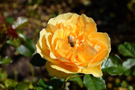 Blossoms bugs wildlife