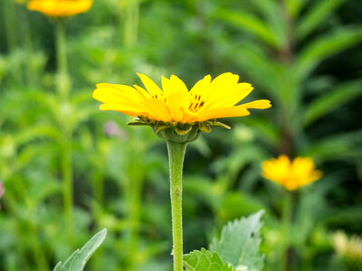 Yellow Flower in Focus photo