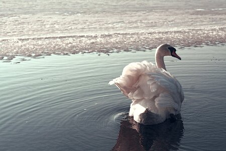 Bird nature water