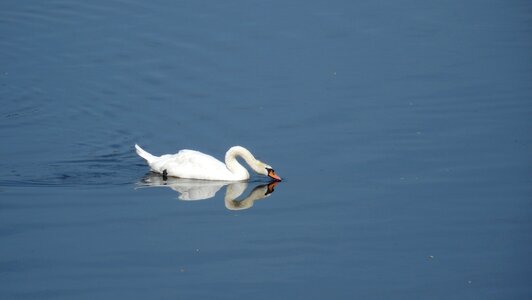 Swan reflection water photo
