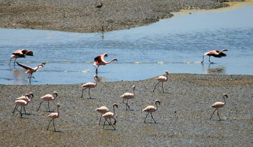 Flamingos Water Ground photo