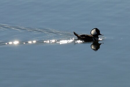 Bird fly wings photo