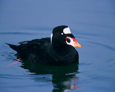 Surf scoter-5 photo