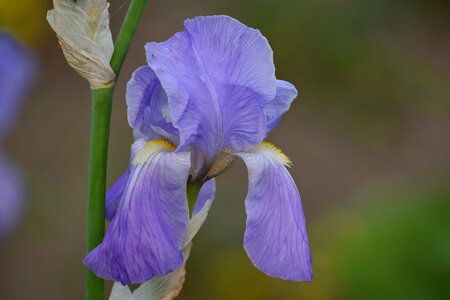 Horticulture iris macro
