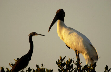 Tricolored heron and Wood stork
