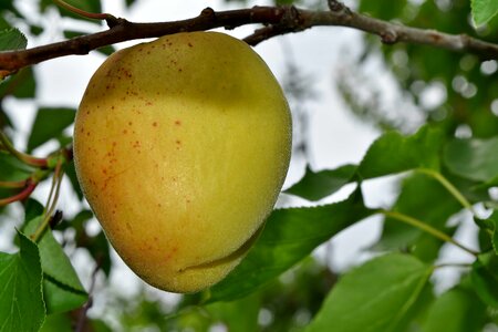 Branch orchard peach