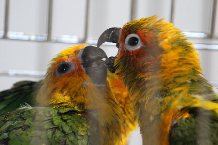 Two Colorful Birds photo